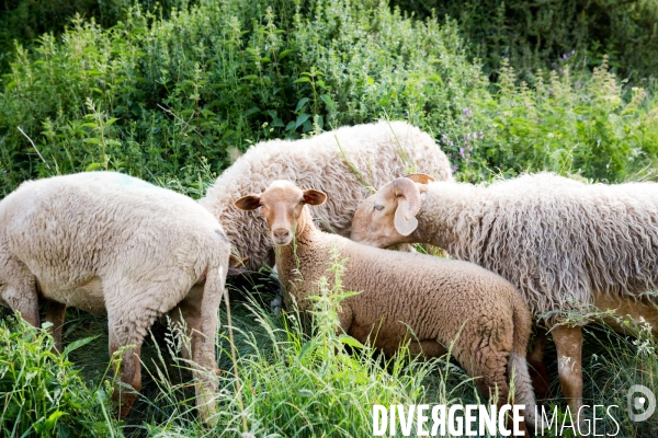 En transhumance avec un berger et ses brebis brigasques