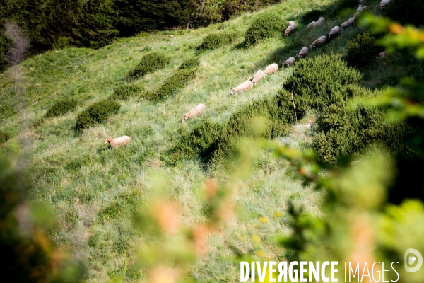 En transhumance avec un berger et ses brebis brigasques