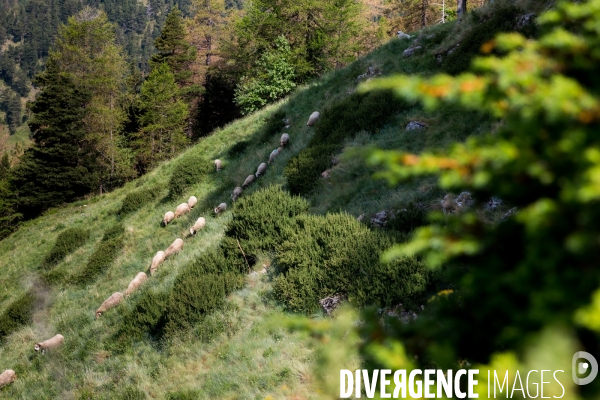 En transhumance avec un berger et ses brebis brigasques