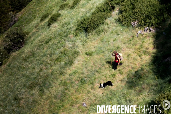 En transhumance avec un berger et ses brebis brigasques