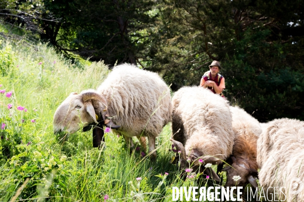 En transhumance avec un berger et ses brebis brigasques