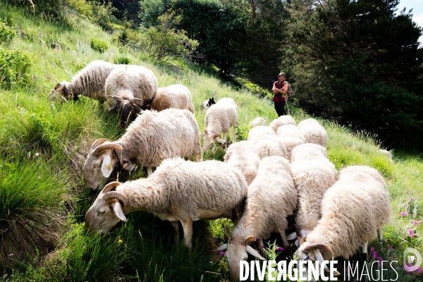 En transhumance avec un berger et ses brebis brigasques