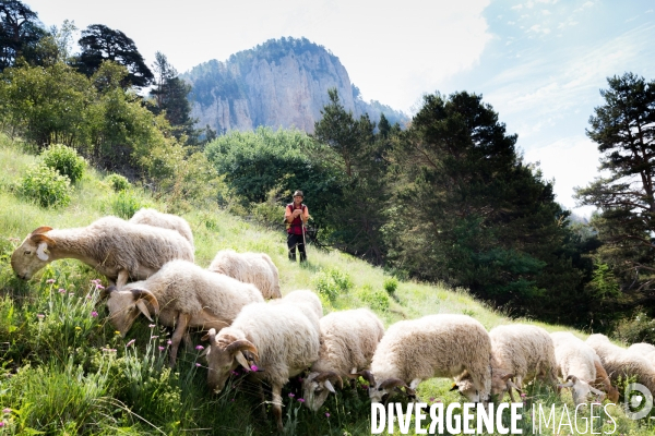 En transhumance avec un berger et ses brebis brigasques