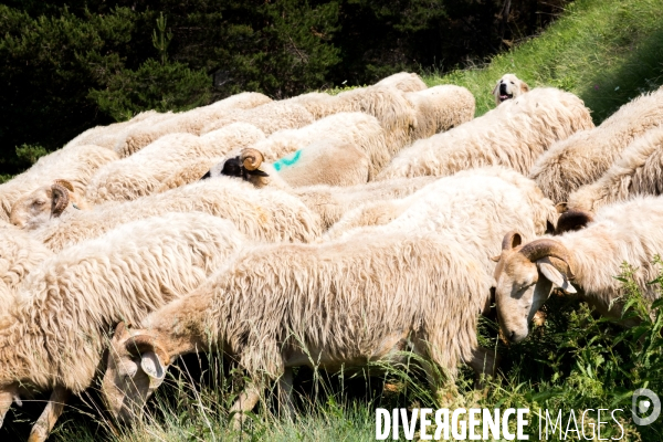 En transhumance avec un berger et ses brebis brigasques