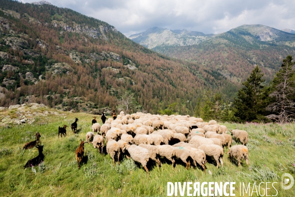 En transhumance avec un berger et ses brebis brigasques