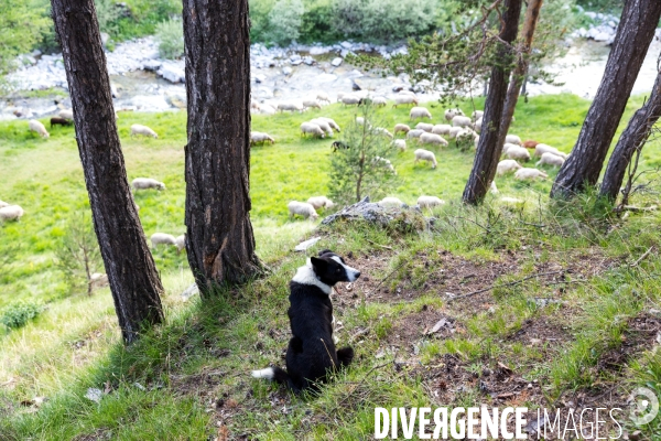 En transhumance avec un berger et ses brebis brigasques