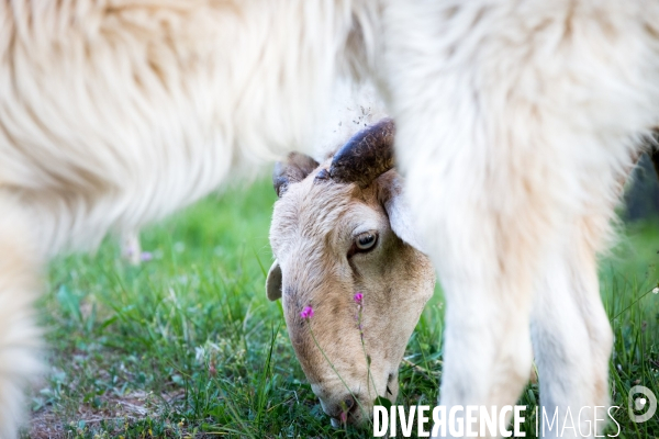 En transhumance avec un berger et ses brebis brigasques