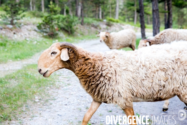 En transhumance avec un berger et ses brebis brigasques