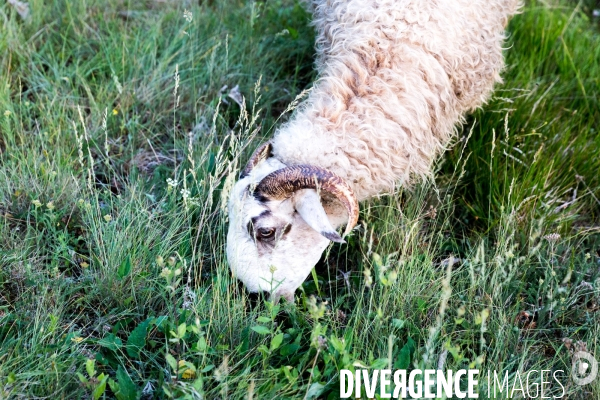 En transhumance avec un berger et ses brebis brigasques