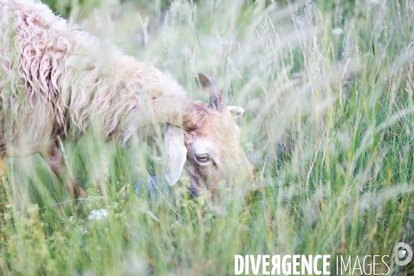 En transhumance avec un berger et ses brebis brigasques