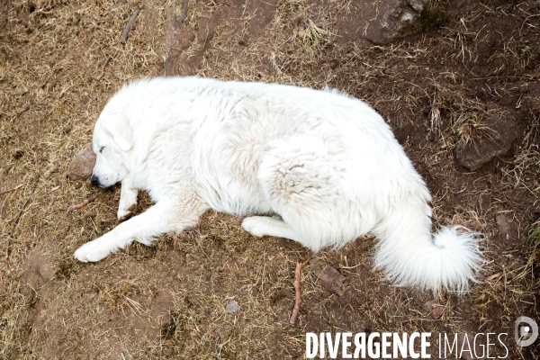 En transhumance avec un berger et ses brebis brigasques