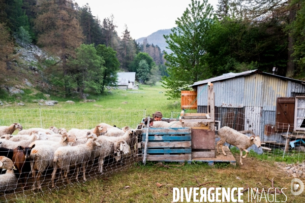 En transhumance avec un berger et ses brebis brigasques