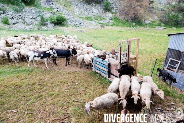 En transhumance avec un berger et ses brebis brigasques