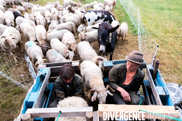 En transhumance avec un berger et ses brebis brigasques