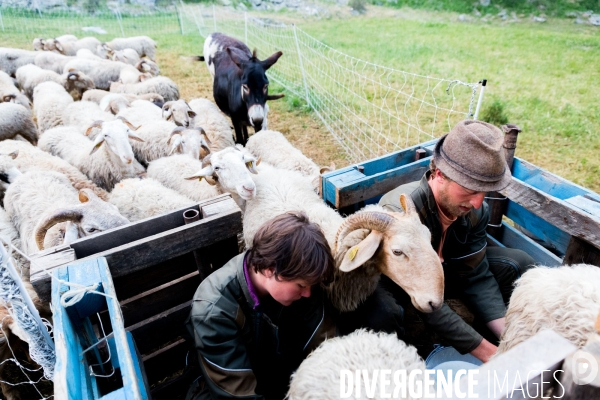 En transhumance avec un berger et ses brebis brigasques