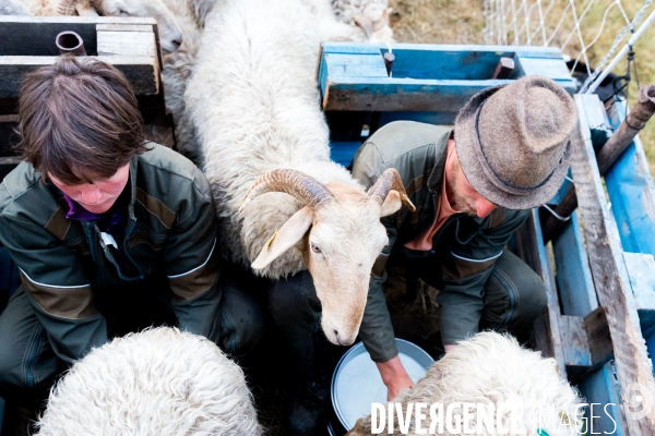 En transhumance avec un berger et ses brebis brigasques