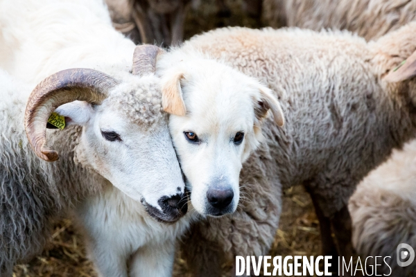 En transhumance avec un berger et ses brebis brigasques