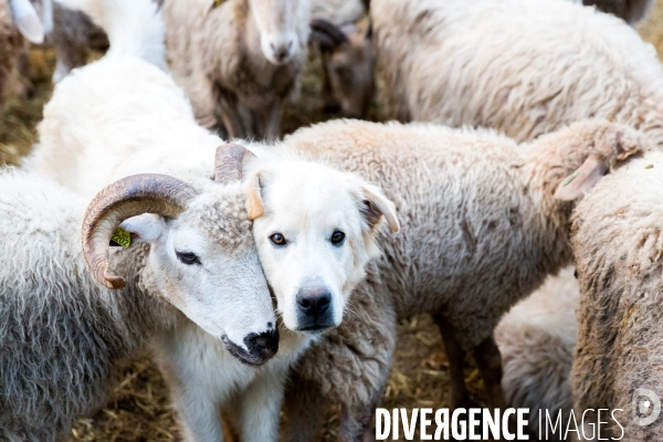 En transhumance avec un berger et ses brebis brigasques