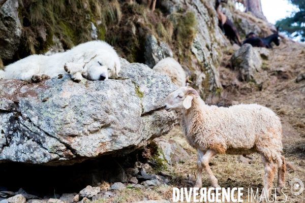 En transhumance avec un berger et ses brebis brigasques