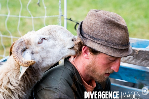 En transhumance avec un berger et ses brebis brigasques