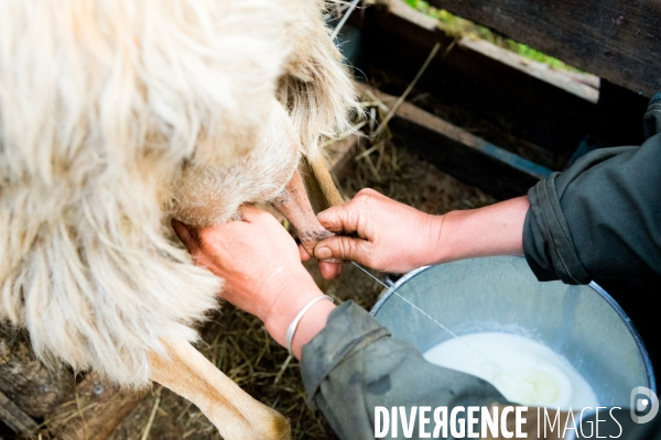 En transhumance avec un berger et ses brebis brigasques