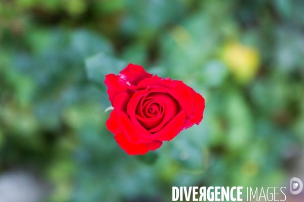 Des roses dans mon jardin