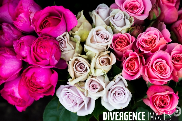 Des roses dans mon jardin