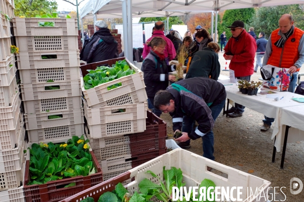 Vente des surplus de plantes vertes par le service des Espaces verts de la ville de Paris.Campagne de la municipalite: vegetalisons Paris