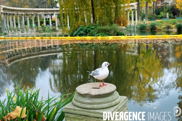 Une mouette rieuse s est posee sur une colonne du bassin du parc Monceau