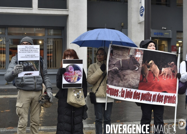 Cause animale : contre l exploitation des animaux dans les cirques. Animals rights.