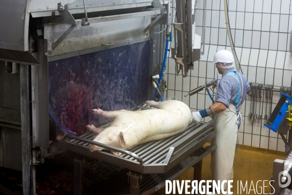 Tout est bon dans le cochon ?