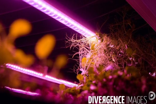 Bienvenue à la ferme verticale et urbaine !
