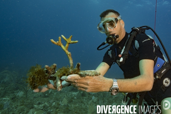 Corail Acropora cassé par l ouragan Irma