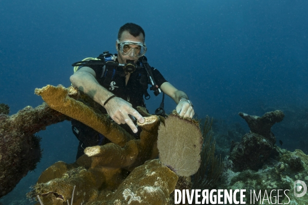 Corail Acropora palmata cassé par l ouragan Irma