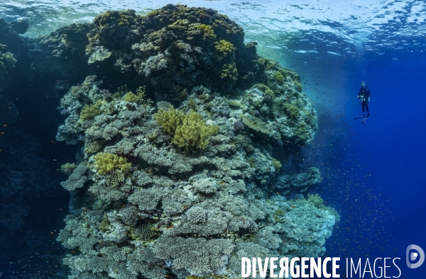 L immensité du récif corallien