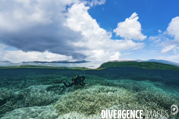 Surveillance des récifs coralliens de Mayotte