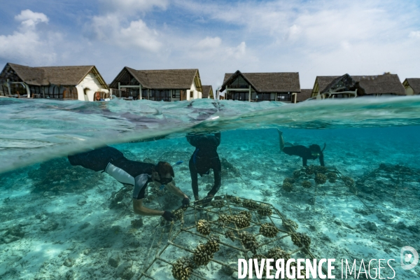 Bouturage de corail aux Maldives