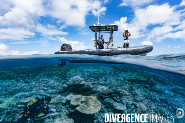 Surveillance des récifs coralliens de Mayotte