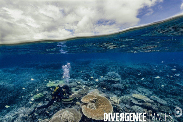 Surveillance des récifs coralliens de Mayotte