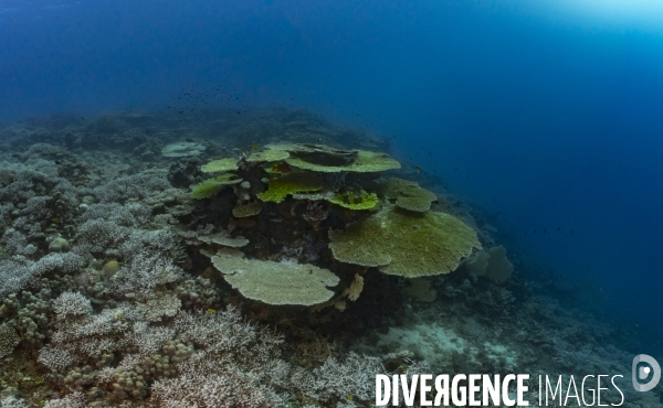 Tables d Acropore dans le récif corallien de Mayotte