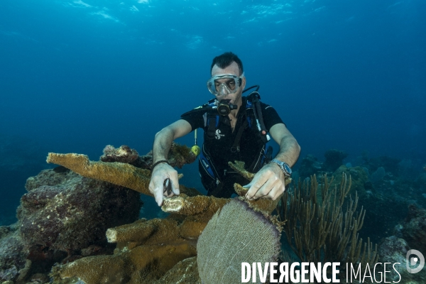 Corail Acropora palmata cassé par l ouragan Irma