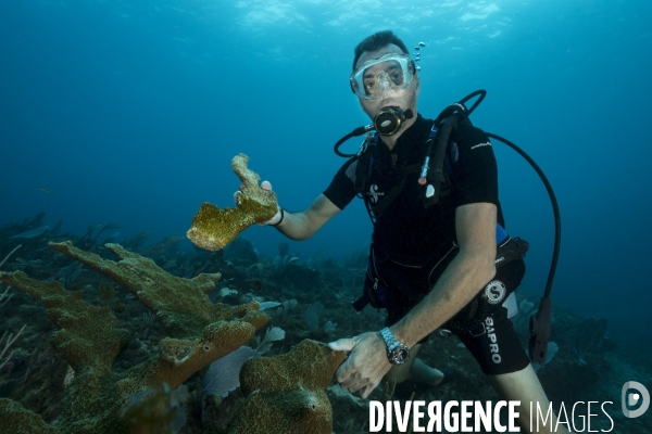 Corail Acropora palmata cassé par l ouragan Irma