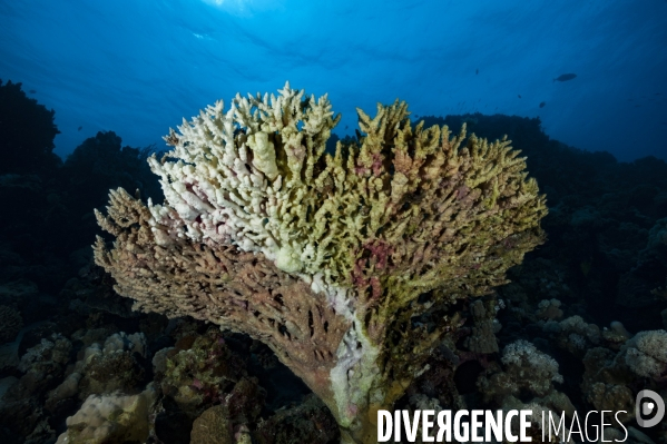 Blanchissement et mort du corail