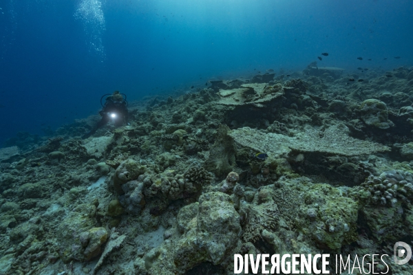 Plongeur sur récif corallien dévasté aux Maldives