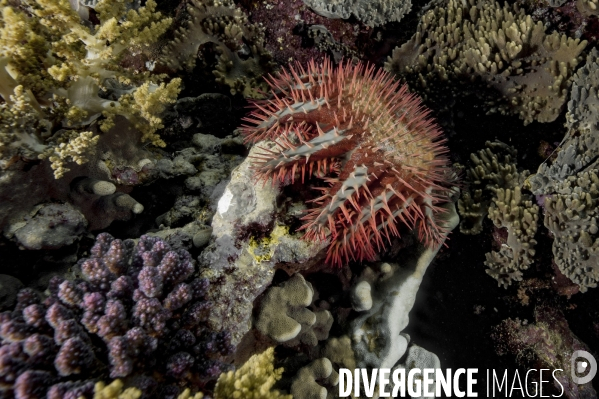 Etoile de mer Acanthaster planci - Maldives, Océan Indien