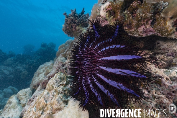 Etoile de mer Acanthaster planci - Maldives, Océan Indien