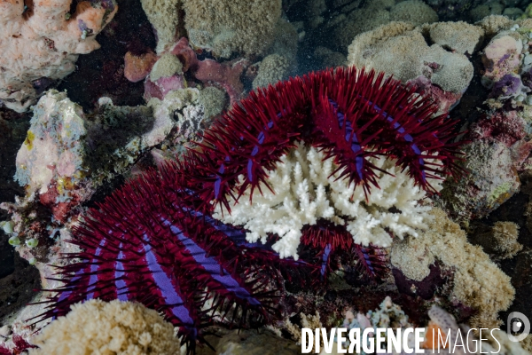 Etoile de mer Acanthaster se nourrissant de corail aux Maldives