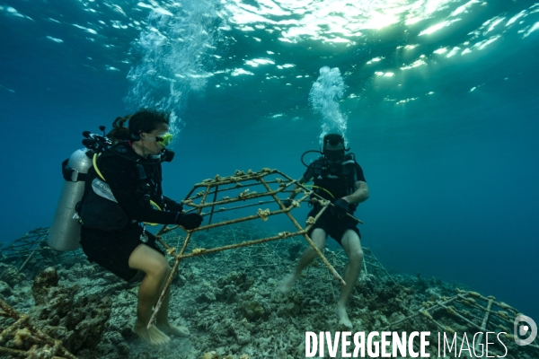 Réintroduction de coraux aux Maldives