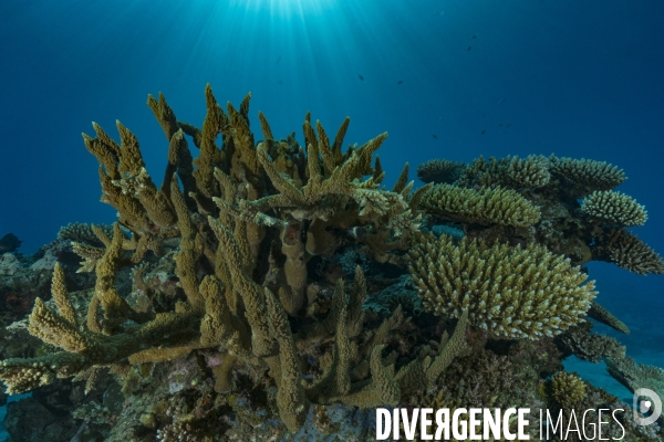 Coraux en parfaite santé dans les eaux de Mayotte