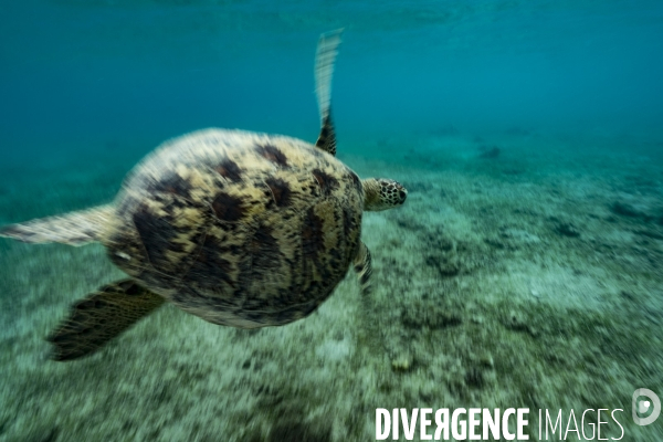 Une tortue verte nage dans le lagon de Mayotte